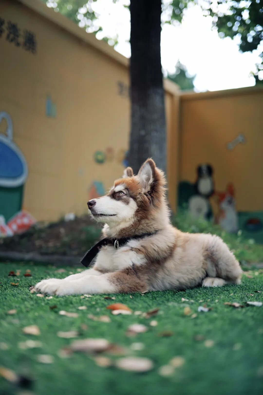 ͼƬ