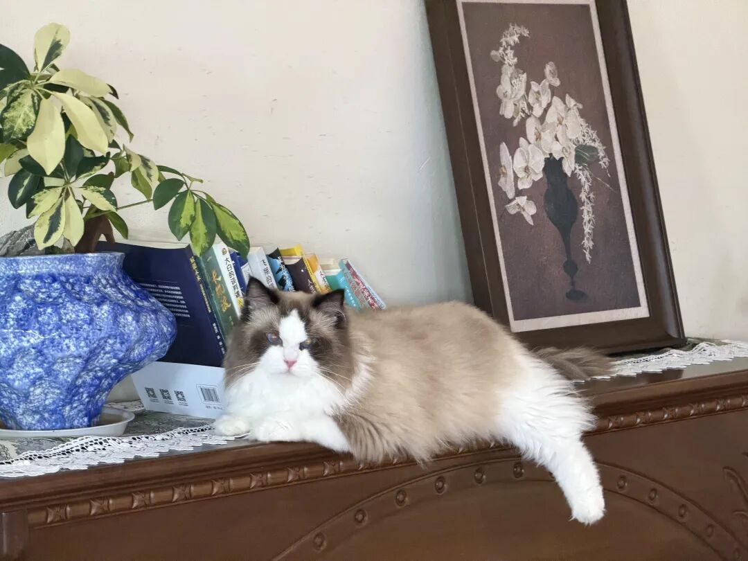 ͼƬ