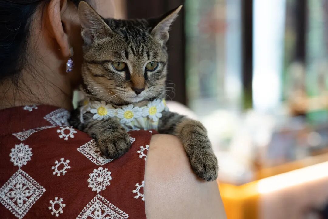 ͼƬ