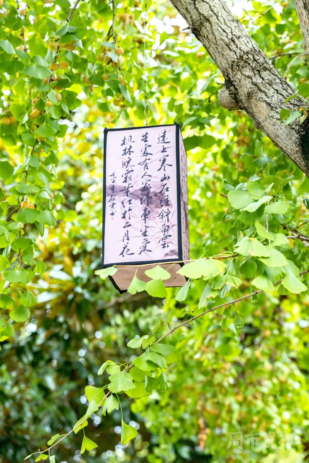 ͼƬ