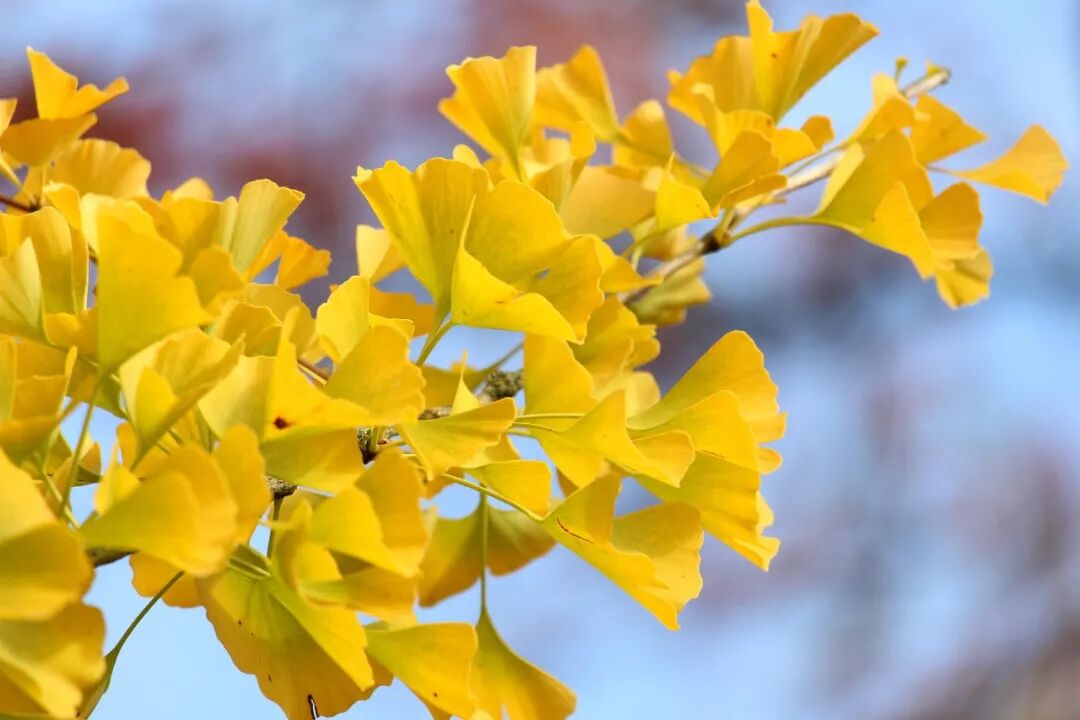 ͼƬ